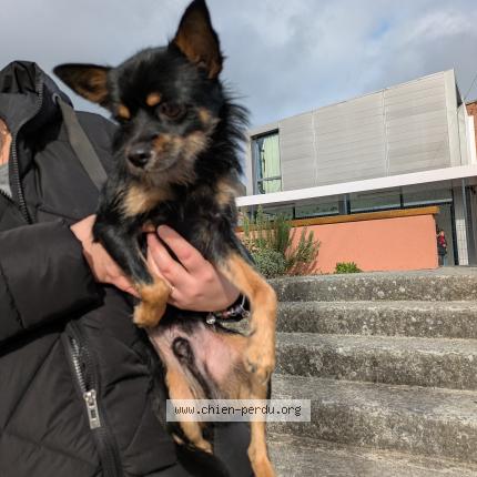 Foto de perro encontrado en Marly