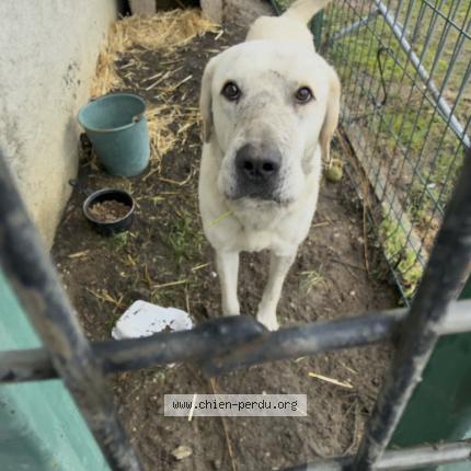 Foto 1/1 Perro encontrado Encontrado en Le veurdre