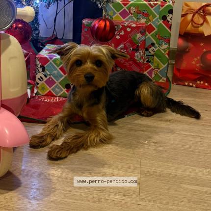 Foto 1/1 Rio Perro perdido en Santiago