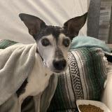 Foto de perro encontrado en Beaucaire