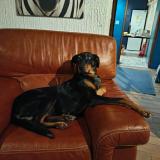 Foto de perro perdido en Creuzier Le Neuf