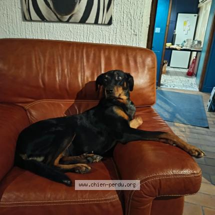 Foto 1/1 Yuka Chien perdido en Creuzier le neuf