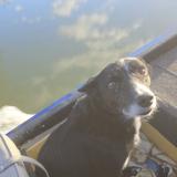 Foto de perro perdido en Sainte Radegonde Des Noyers