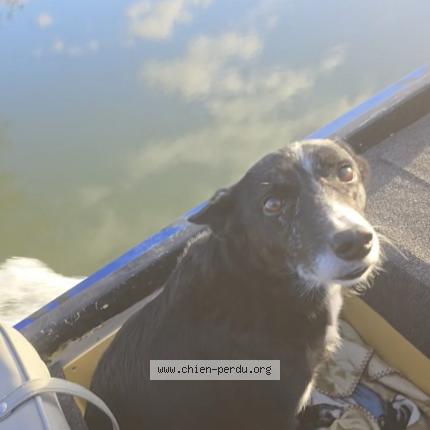 Foto 1/1 Ola Chien perdido en Sainte radegonde des noyers