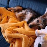 Foto de perro perdido en Lille Hellemmes