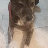 Foto de perro perdido en Ezeiza