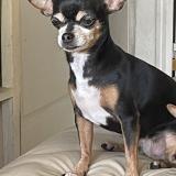 Foto de perro perdido en Mont Dore