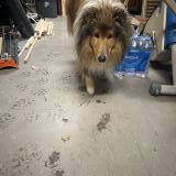 Foto de perro encontrado en Les Avenieres