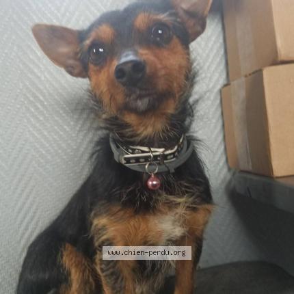 Foto de perro encontrado en Severac