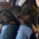 Foto de perro perdido en Preaux