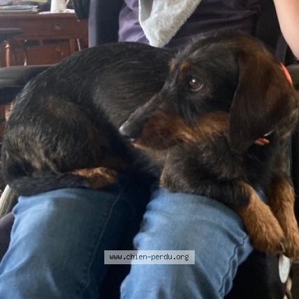 Foto 1/1 Bossuet Marie-H&eacute;l&egrave;ne Chien perdido en Preaux