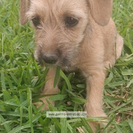 Foto 1/1 LILI Perro perdido en Tacna