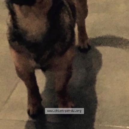 Foto 1/1 Junia Chien perdido en Andancette