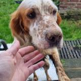 Foto de perro encontrado en Villers Au Flos