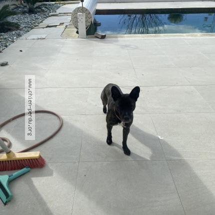 Foto 1/1 Perro encontrado Encontrado en Nice