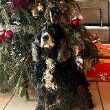 Foto de perro perdido en Castex