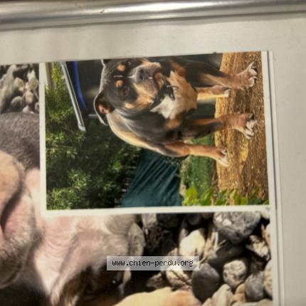 Foto de perro perdido en Cons La Grand Ville