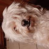 Foto de perro encontrado en Gonfreville L Orcher