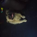 Foto de perro perdido en Chiclayo