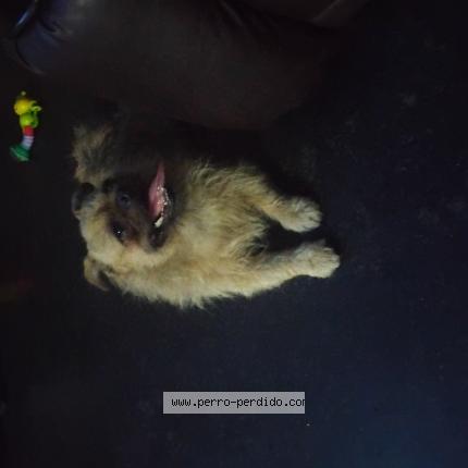 Foto 1/1 Toby Perro perdido en Chiclayo