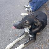 Foto de perro perdido en Toulon