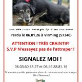 Foto de perro perdido en Virming