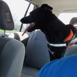 Foto de perro perdido en Change