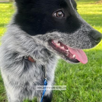 Foto 1/1 BAILEY Perro perdido en San fernando