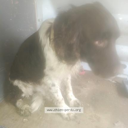 Foto 1/1 Perro encontrado Encontrado en Navilly