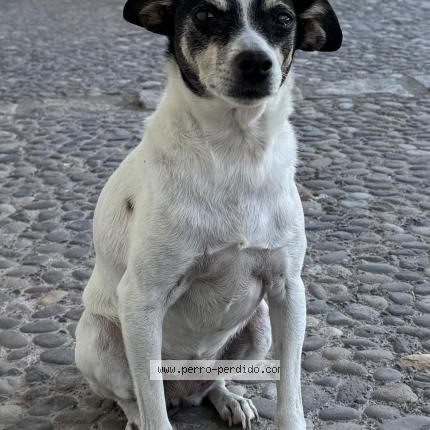 Foto 1/1 Puki Perro perdido en Santiago