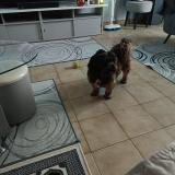 Foto de perro perdido en Lormont