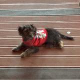 Foto de perro perdido en Longpont Sur Orge