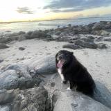 Foto de perro perdido en Lanhouarneau