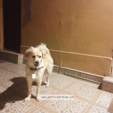 Foto de perro encontrado en Santiago