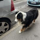 Foto de perro encontrado en Perpignan