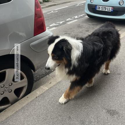 Foto de perro encontrado en Perpignan