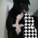 Foto de perro perdido en Daumeray