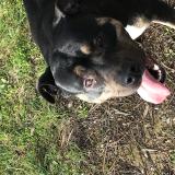 Foto de perro encontrado en Mons