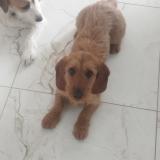 Foto de perro perdido en Huriel