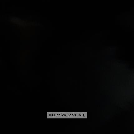 Foto 1/1 Perro encontrado Encontrado en Malaussene