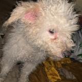 Foto de perro encontrado en Alger