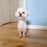 Foto de perro perdido en Villenave D Ornon