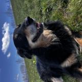 Foto de perro perdido en Tullins