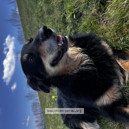 Foto 1/1 Papouille Chien perdido en Tullins