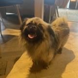 Foto de perro perdido en Plomb