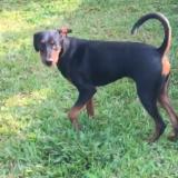 Foto de perro perdido en Navi Mumbai