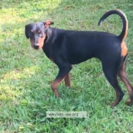 Foto 1/1 Simba Chien perdido en Navi mumbai