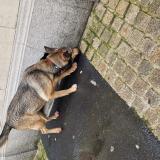 Foto de perro encontrado en Le Mans