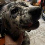 Foto de perro encontrado en Coueron