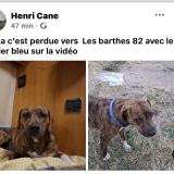 Foto de perro perdido en Castelsarrasin